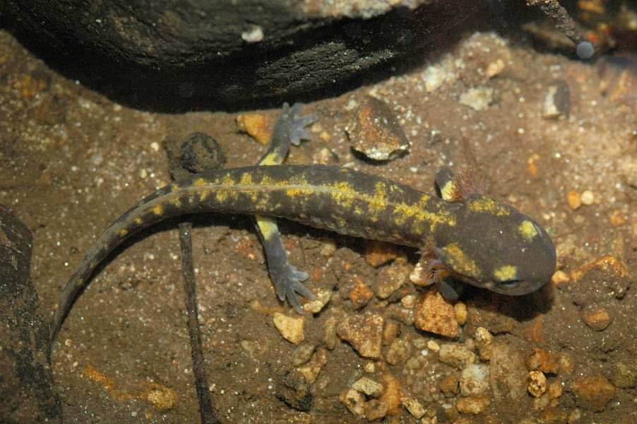 Larva di Salamandra salamandra salamandra